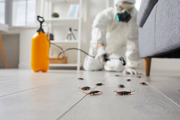 Post-Treatment Bed Bug Interceptor Monitoring in Shelley